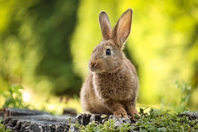 Cute fluffy rabbit on tree stump among green grass outdoors