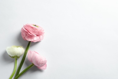 Beautiful ranunculus flowers on white background