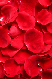 Photo of Fresh red rose petals as background, closeup