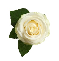 Photo of Beautiful blooming rose on white background, top view