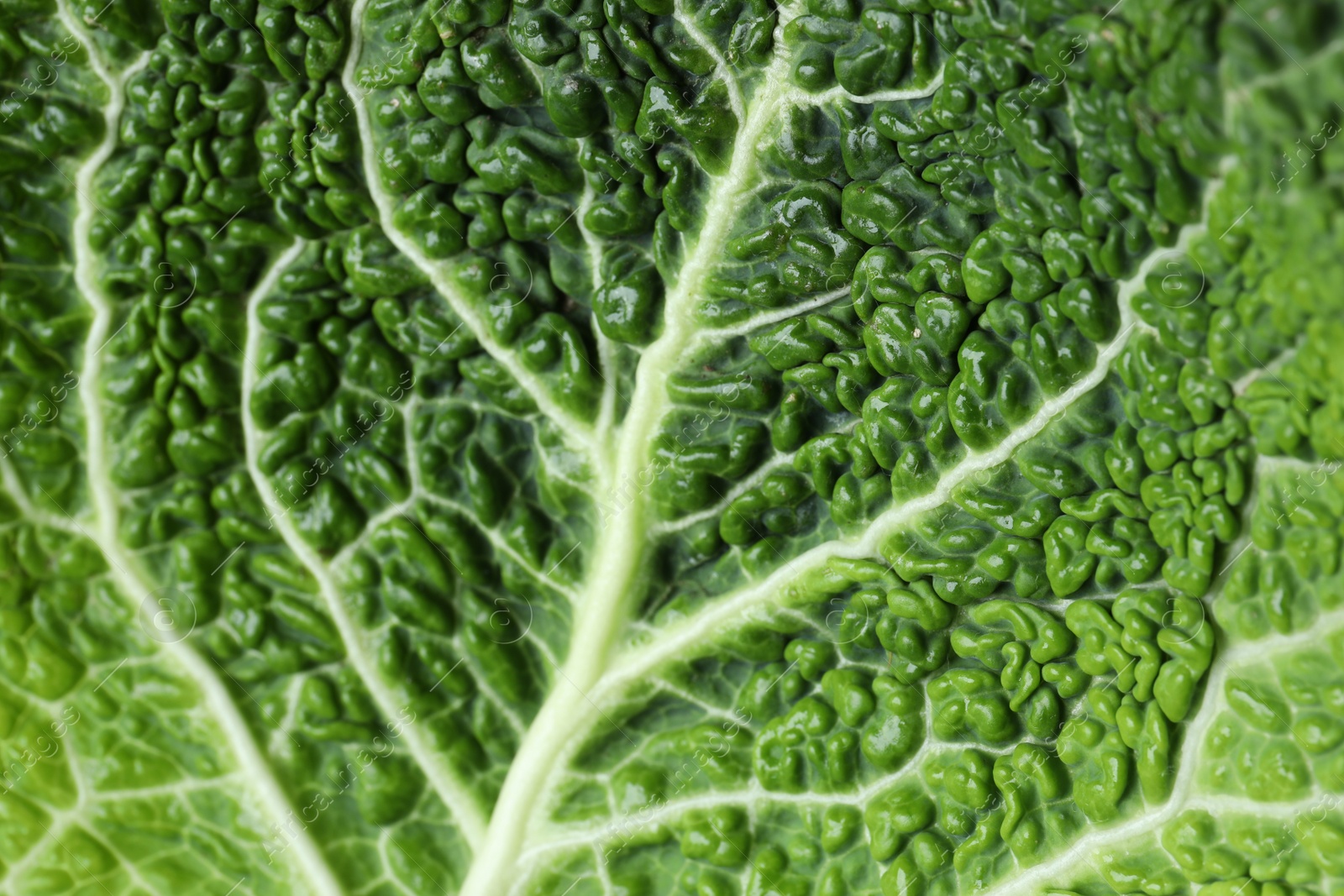 Photo of Savoy cabbage leaf as background, closeup view