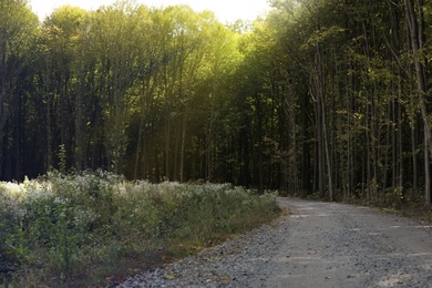 Photo of Beautiful forest landscape with road on sunny day