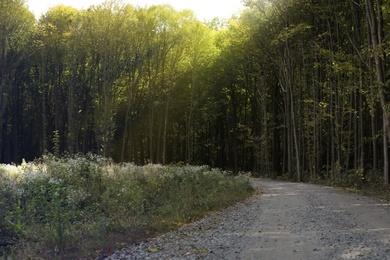 Beautiful forest landscape with road on sunny day