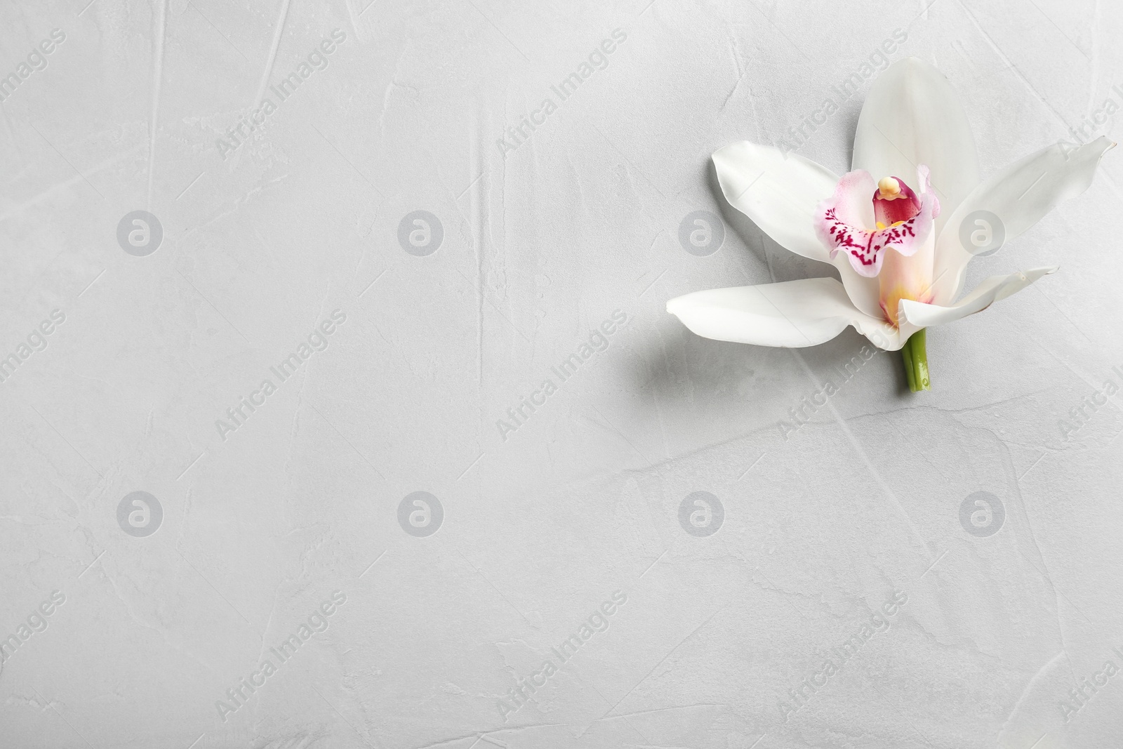 Photo of Beautiful tropical orchid flower on grey background, top view. Space for text