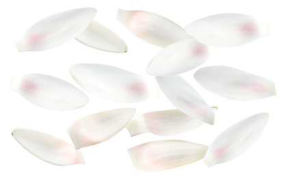 Image of Set of beautiful lotus flower petals on white background