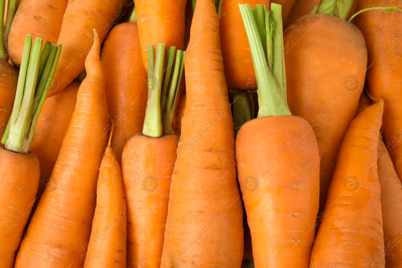 Photo of Fresh ripe carrots as background, top view