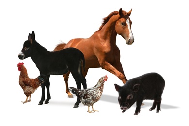 Image of Collage with horse and other pets on white background