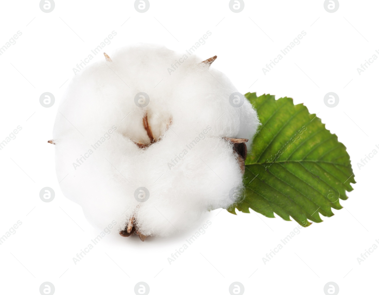 Photo of Cotton flower with green leaf on white background