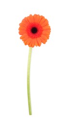 Beautiful orange gerbera flower isolated on white, top view