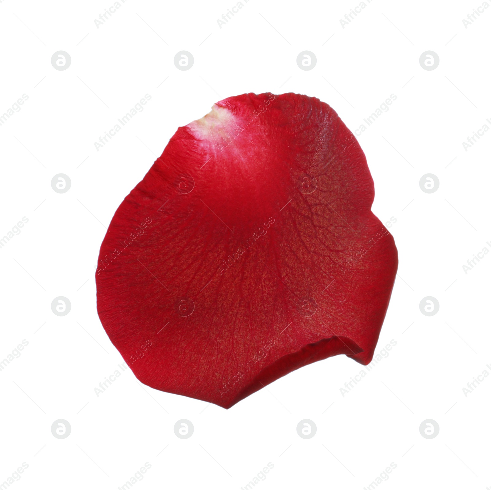 Photo of Red rose flower petal on white background