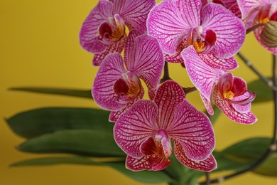 Photo of Beautiful pink orchid flower on yellow background, closeup. Space for text