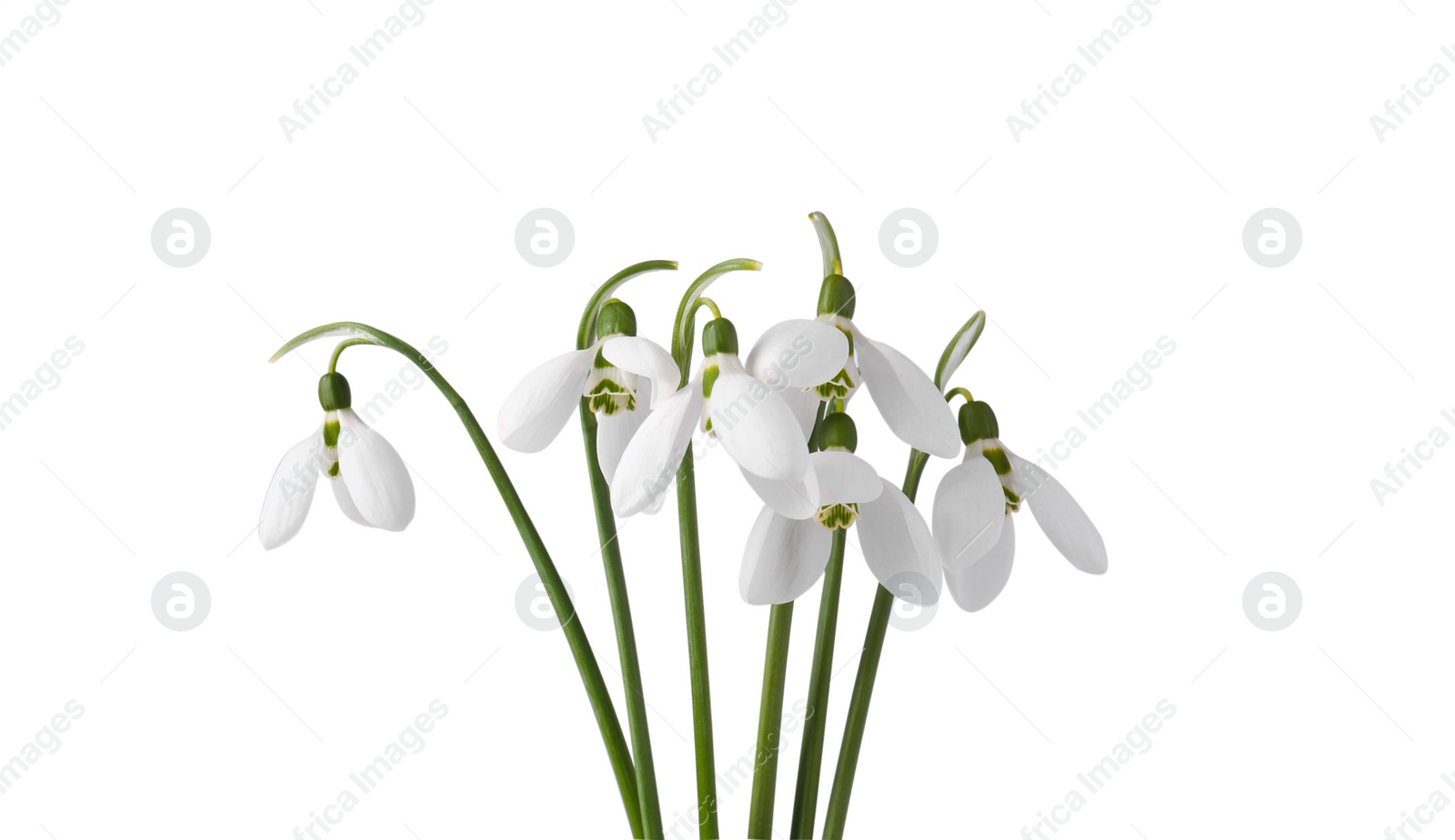 Photo of Beautiful snowdrops isolated on white. Spring flowers