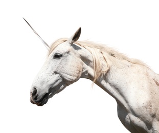 Amazing unicorn with beautiful mane on white background