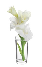 Photo of Vase with beautiful gladiolus flowers on white background