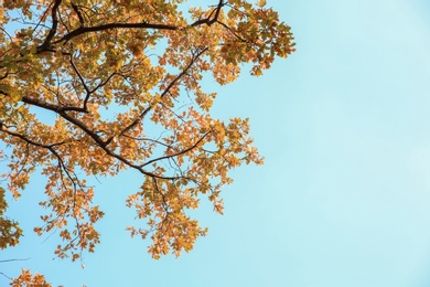 Photo of Tree branches with autumn leaves against sky. Space for text