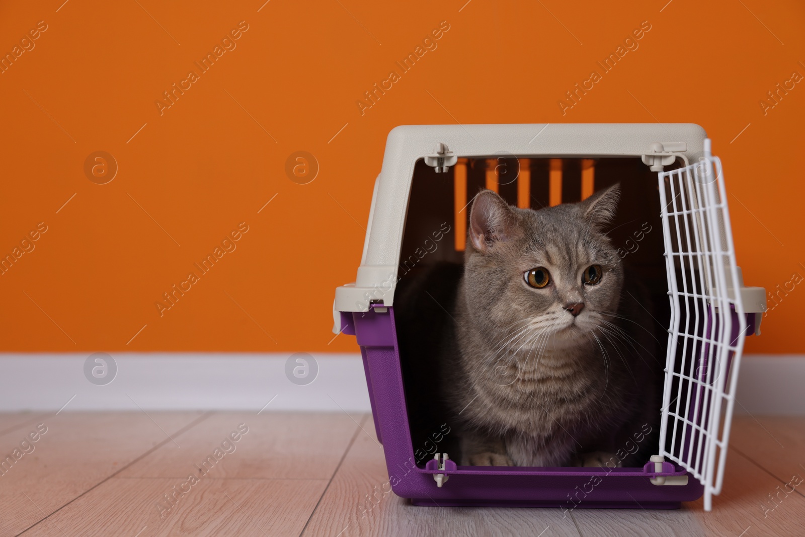 Photo of Travel with pet. Cute cat in carrier on floor near orange wall indoors, space for text