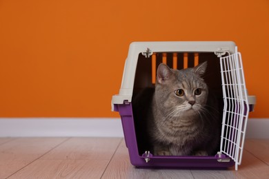 Travel with pet. Cute cat in carrier on floor near orange wall indoors, space for text