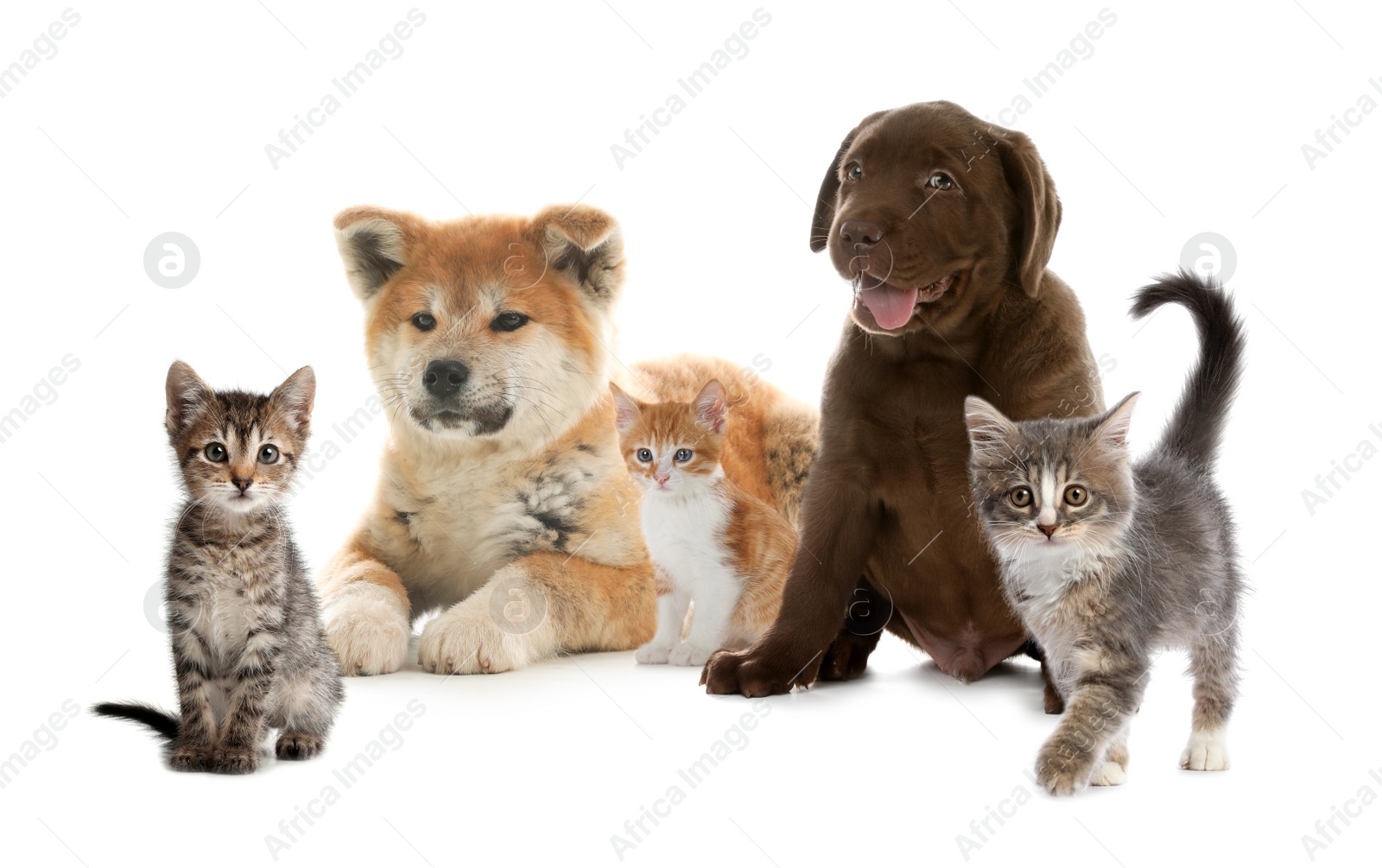 Image of Adorable little kittens and puppies on white background