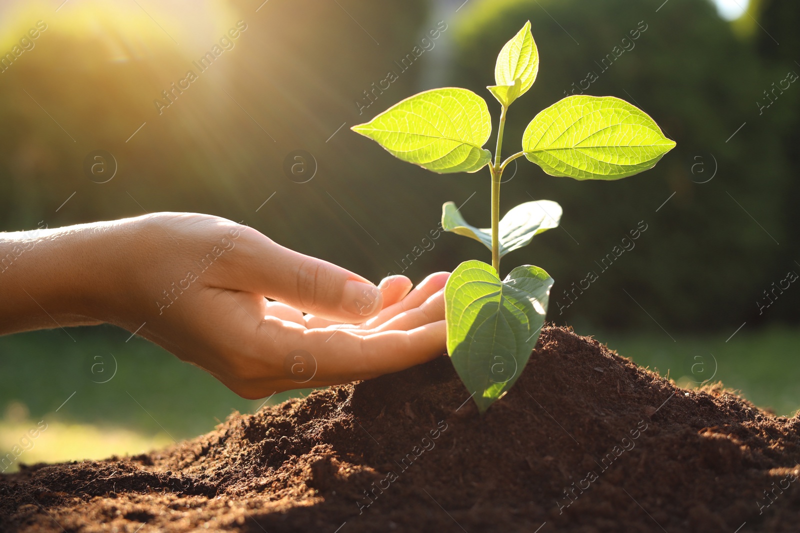 Photo of Woman taking care of beautiful green seedling in soil outdoors, closeup. Planting tree