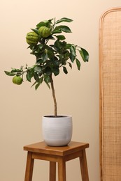 Photo of Idea for minimalist interior design. Small potted bergamot tree with fruits on wooden table near beige wall indoors