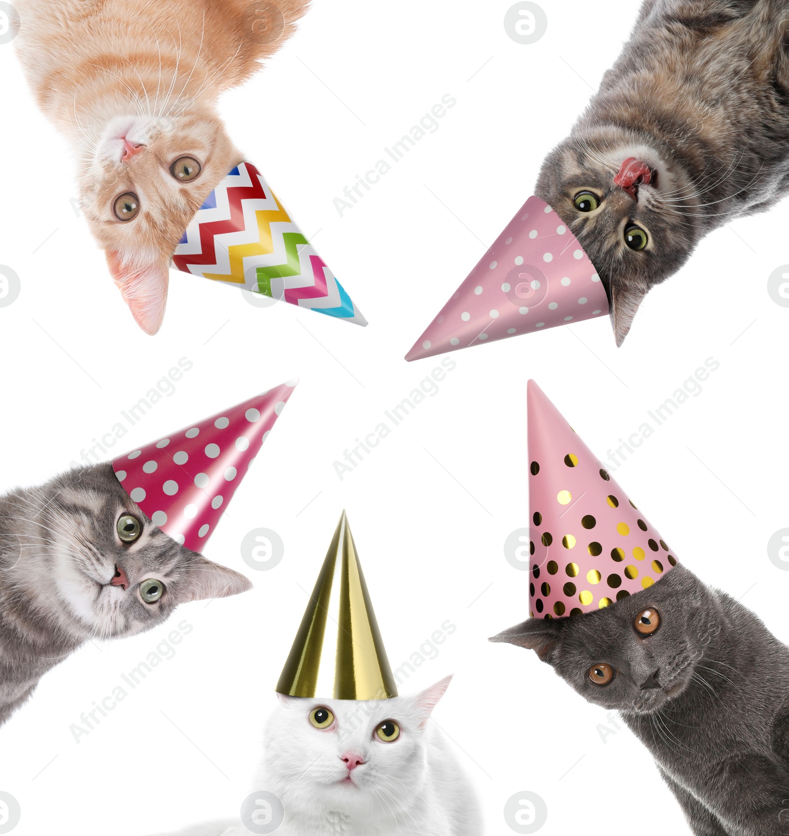 Image of Cute cats with party hats on white background, collage