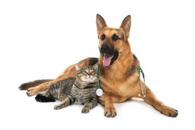 Cute dog with stethoscope as veterinarian and cat on white background