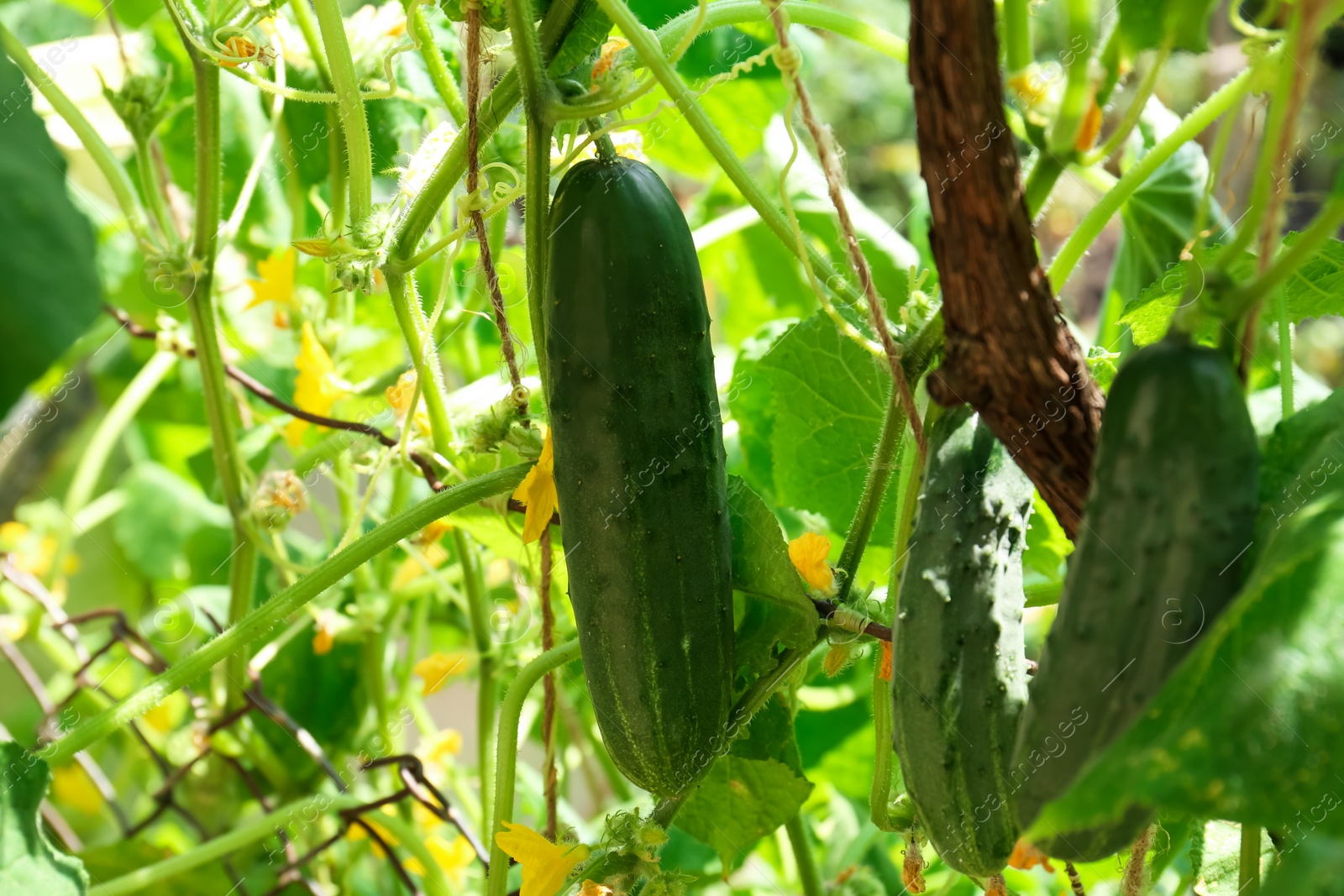 Photo of Cucumbers growing on bush near fence in garden, closeup