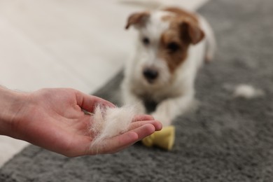 Photo of Pet shedding. Man showing pile of dog's hair to Jack Russell Terrier at home, closeup