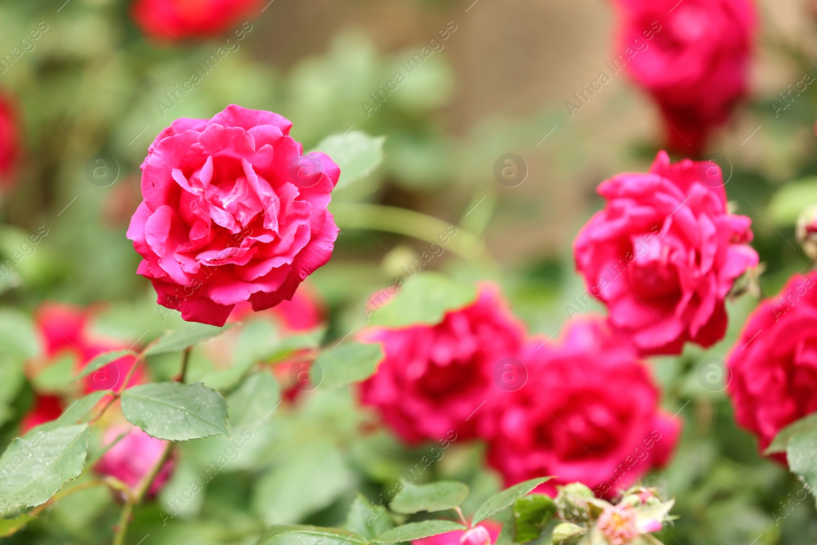 Photo of Beautiful spring flowers in garden on sunny day