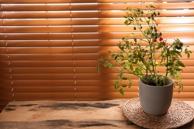 Photo of Potted tomato bush with ripening fruits near window indoors. Space for text