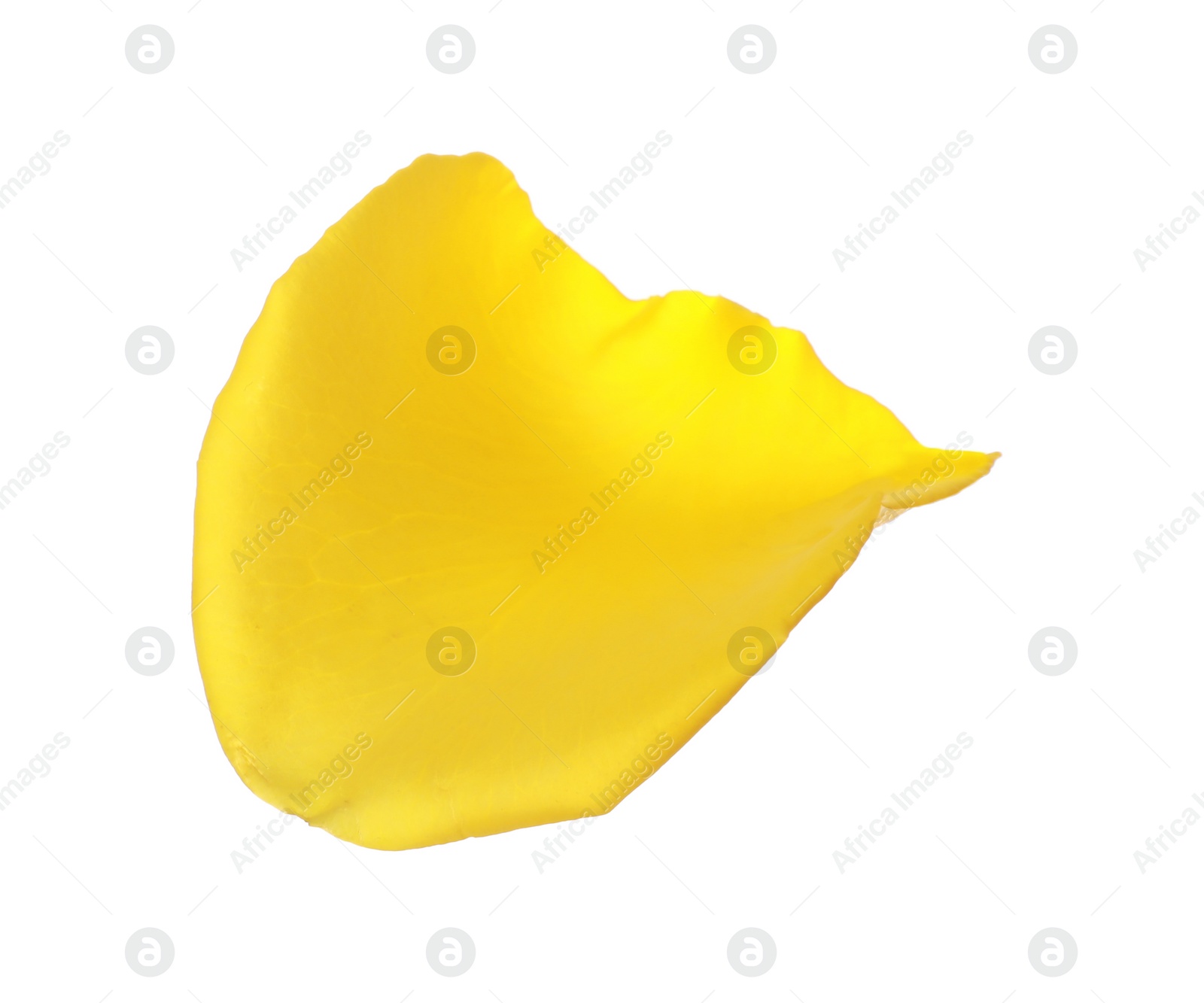 Photo of Beautiful yellow rose petal isolated on white