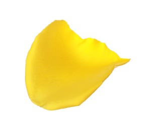 Beautiful yellow rose petal isolated on white