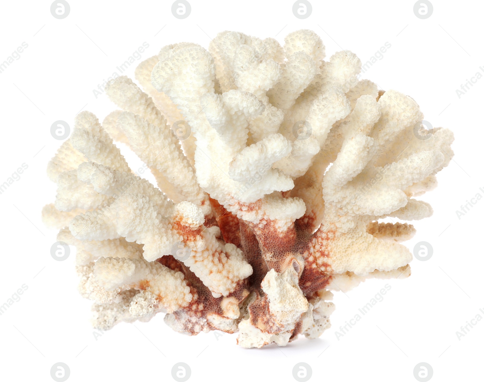 Photo of Beautiful exotic sea coral isolated on white