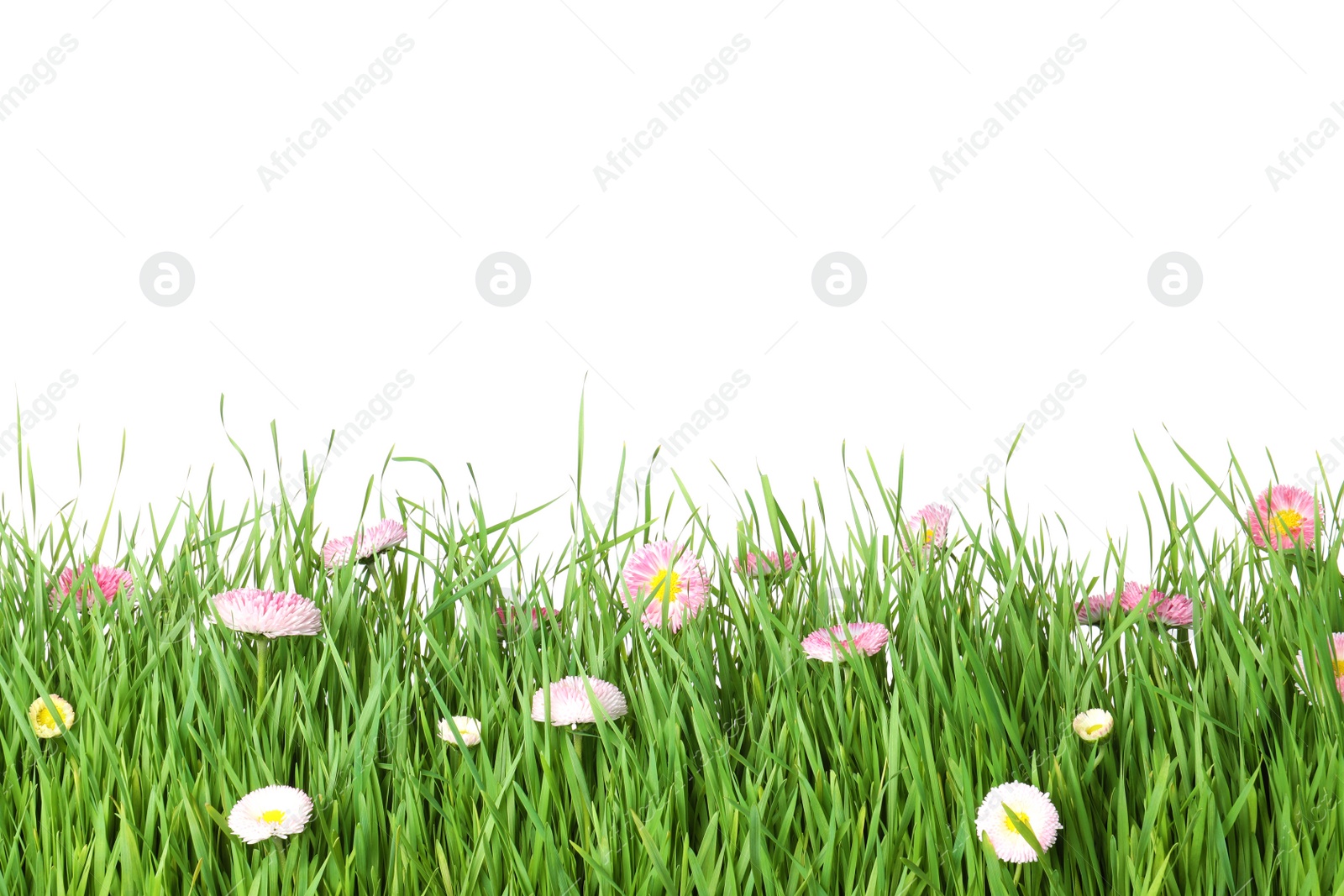 Photo of Vibrant green grass with beautiful flowers on white background