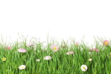 Photo of Vibrant green grass with beautiful flowers on white background