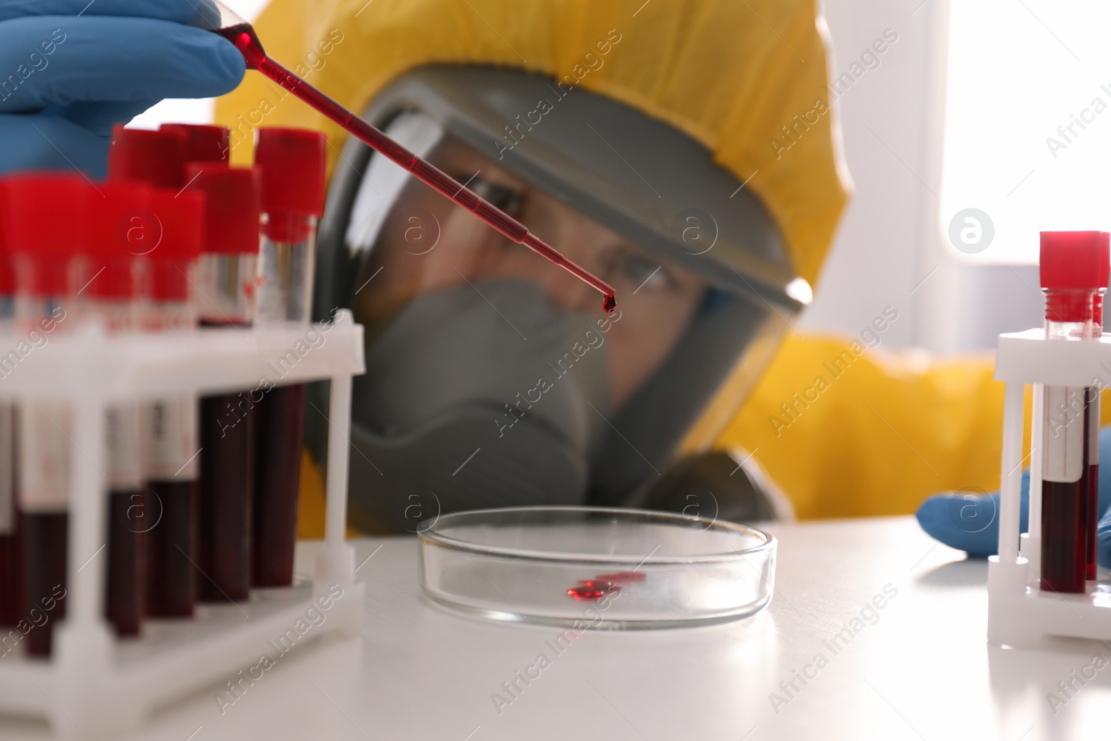 Photo of Scientist in chemical protective suit dripping blood  into Petri dish at table, closeup. Virus research