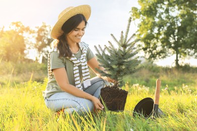 Young woman planting conifer tree in meadow on sunny day