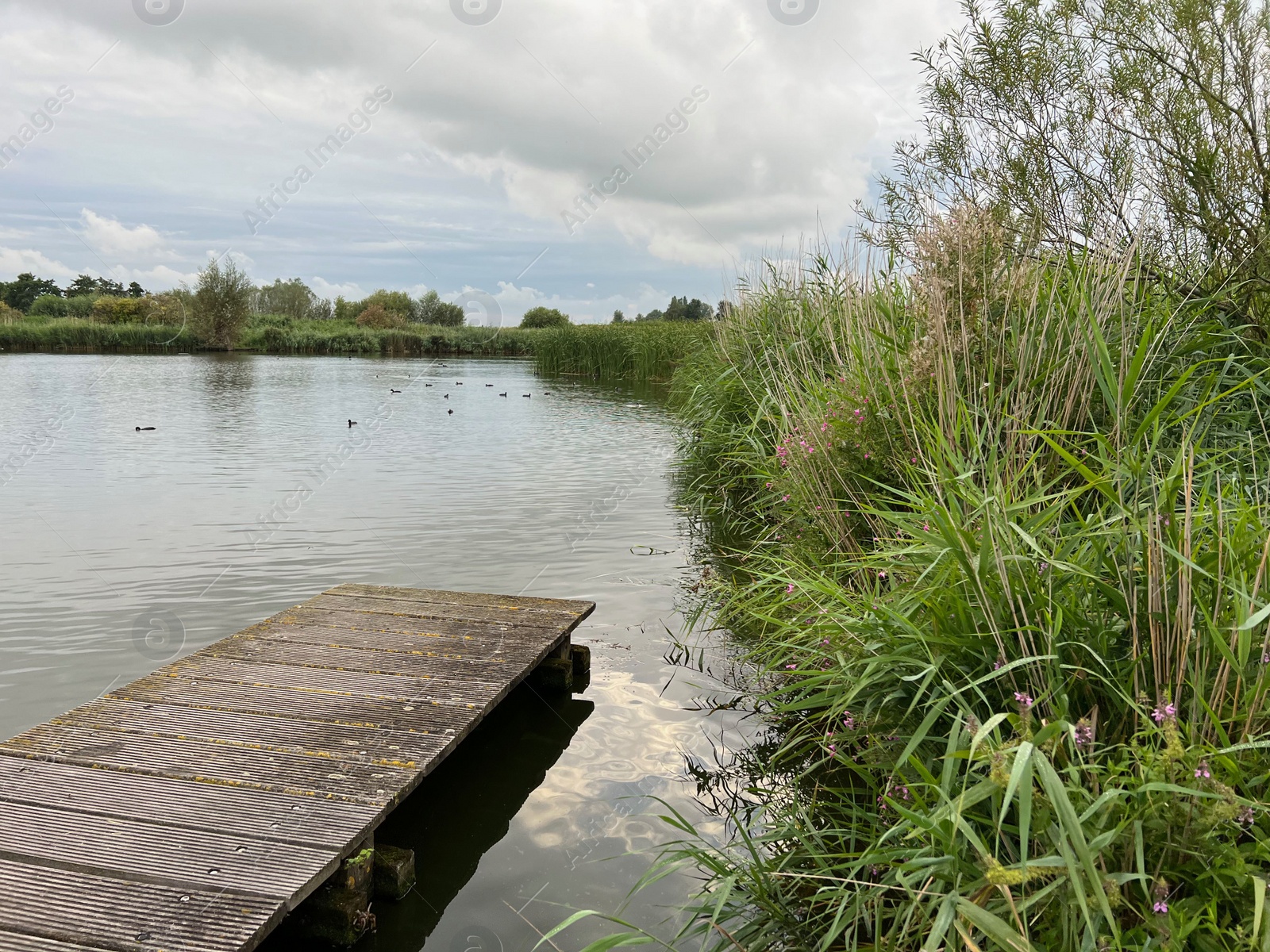 Photo of Picturesque view of river reeds and cloudy sky