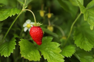 Photo of Ripe wild strawberry growing outdoors, space for text. Seasonal berries