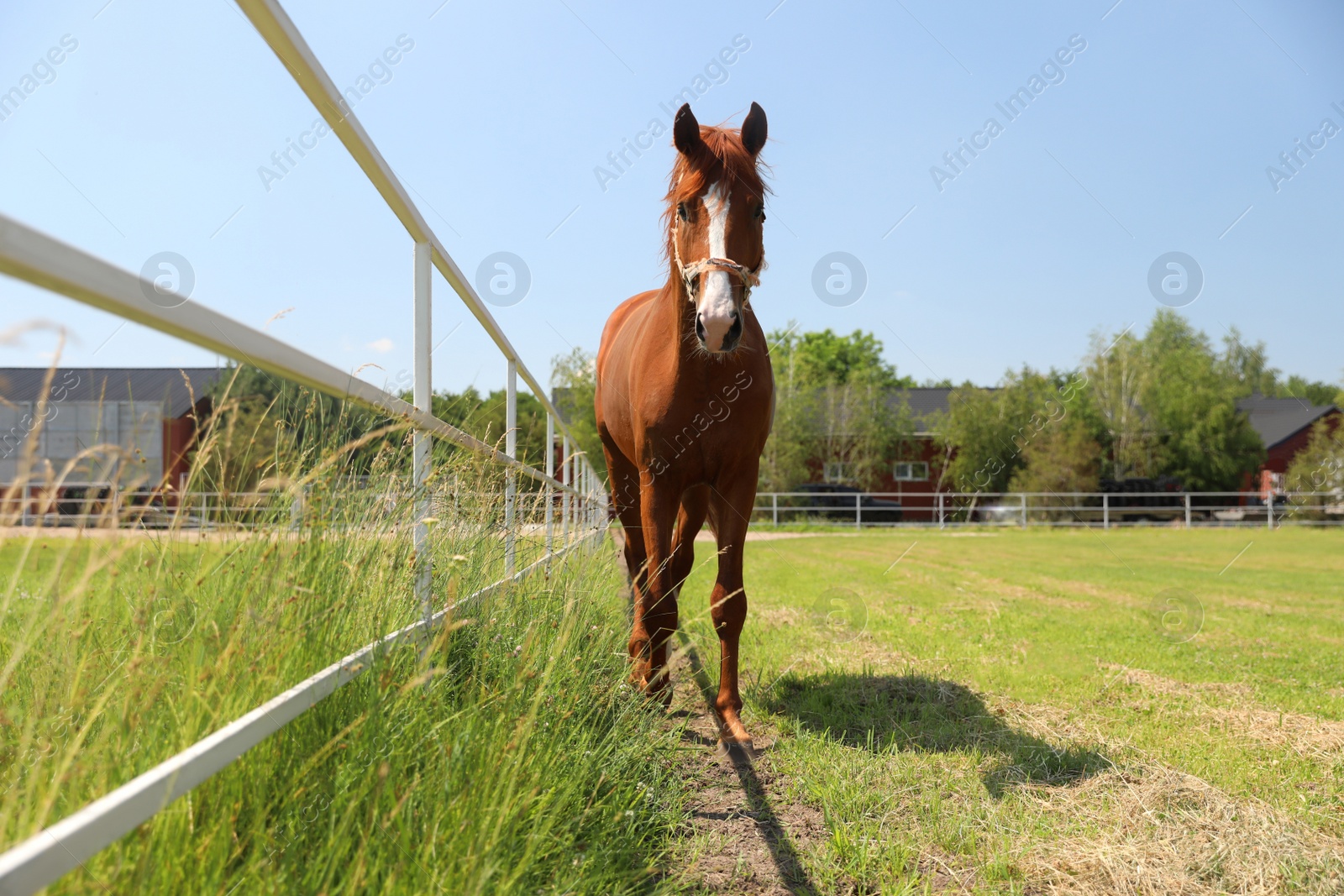 Photo of Chestnut horse in paddock on sunny day. Beautiful pet