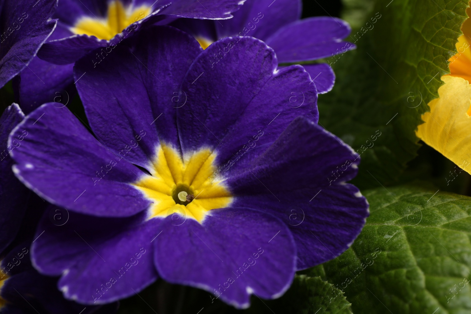 Photo of Beautiful primula (primrose) plant with purple flowers, closeup. Spring blossom