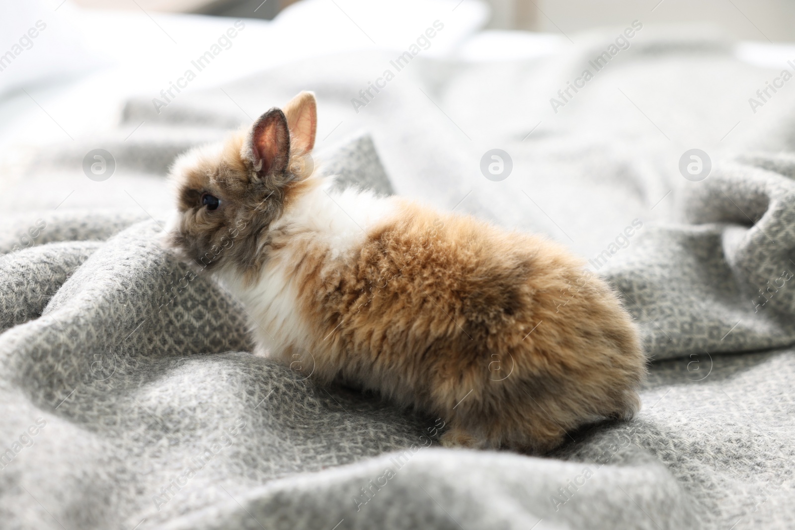 Photo of Cute fluffy pet rabbit on soft blanket