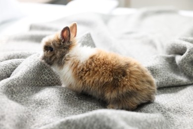 Cute fluffy pet rabbit on soft blanket