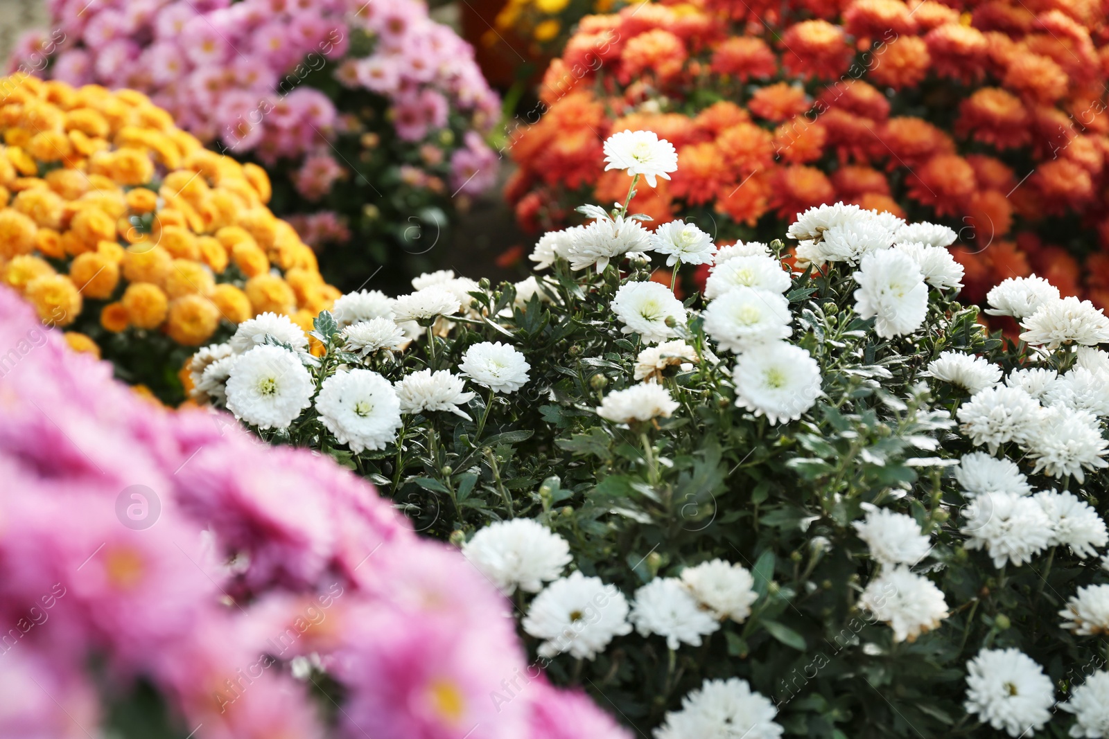 Photo of View of fresh beautiful colorful chrysanthemum flowers