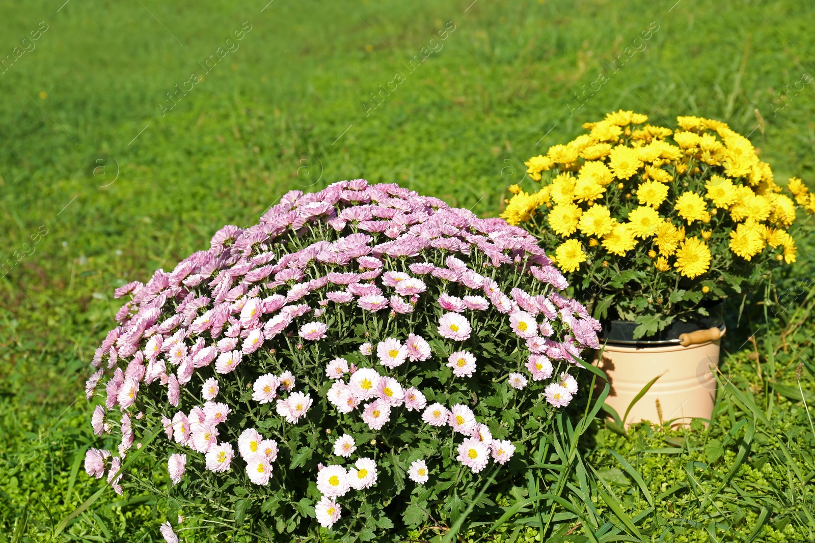 Photo of Beautiful colorful chrysanthemum flowers on green grass