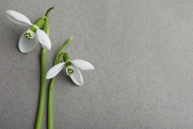 Photo of Beautiful snowdrops on grey background, flat lay. Space for text