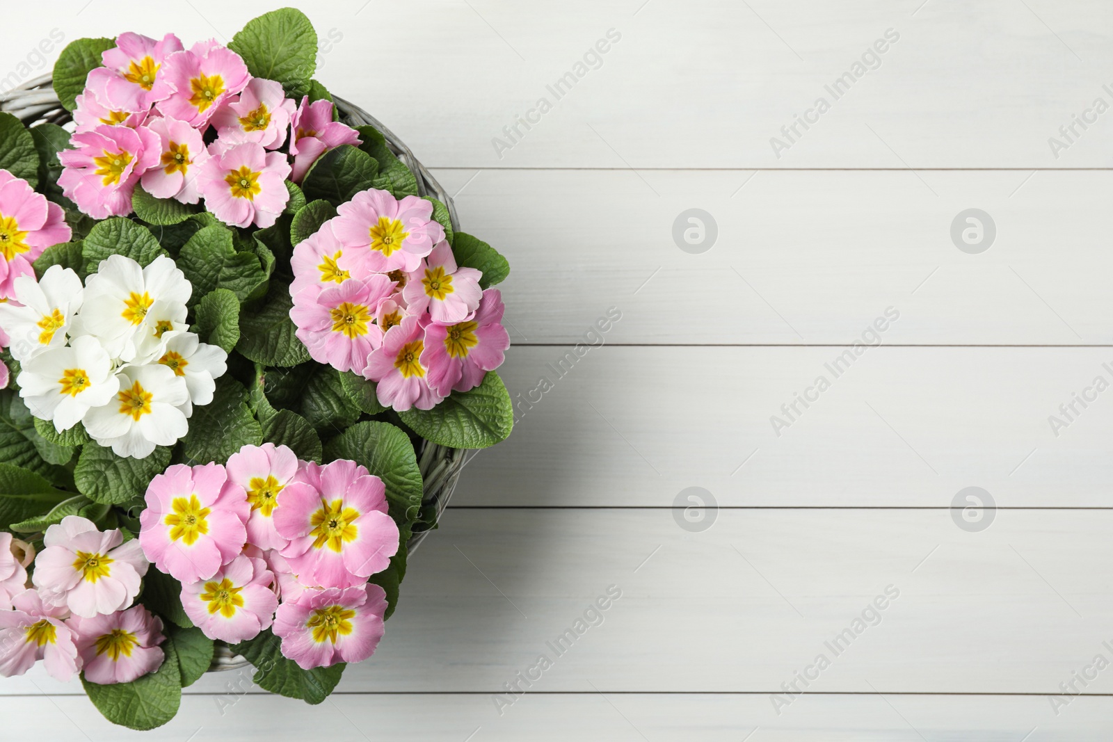 Photo of Beautiful primula (primrose) flowers in wicker basket on white wooden table, top view with space for text. Spring blossom