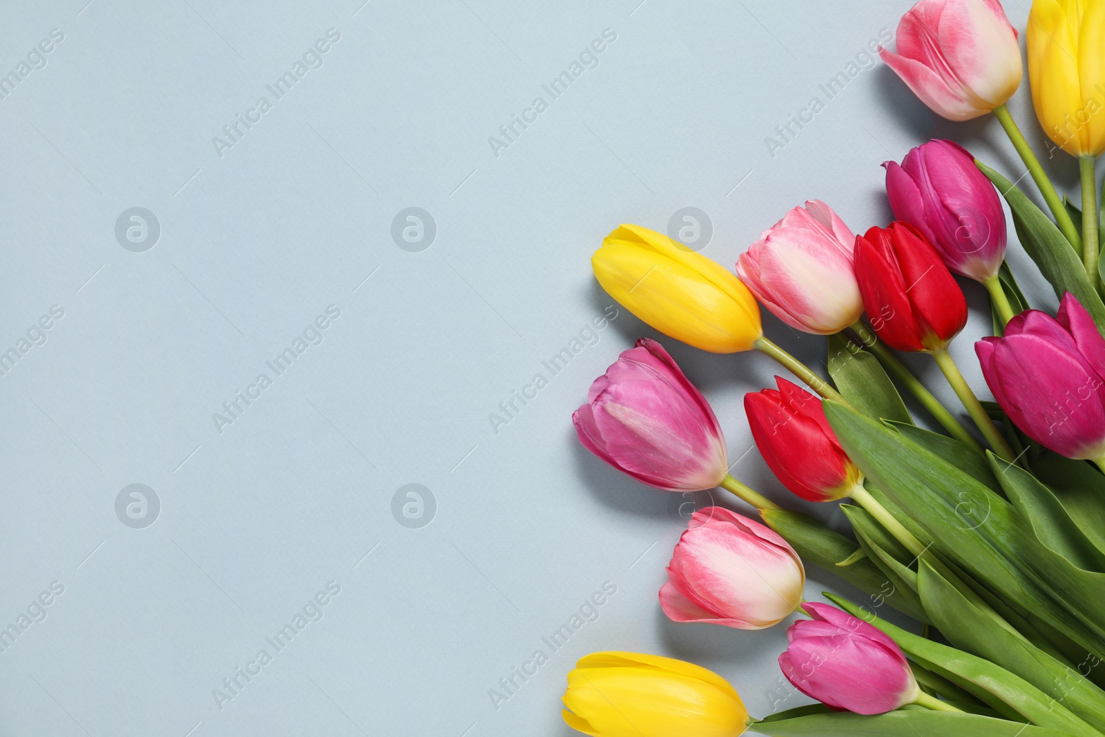 Photo of Beautiful colorful tulip flowers on light grey background, flat lay. Space for text