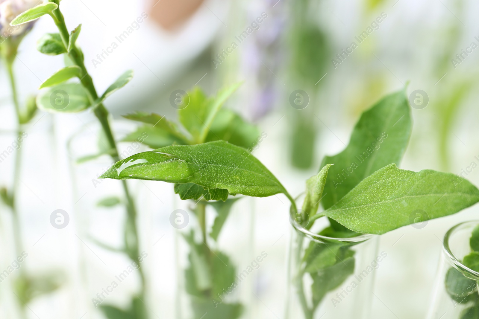 Photo of Test tubes with different plants in laboratory, closeup