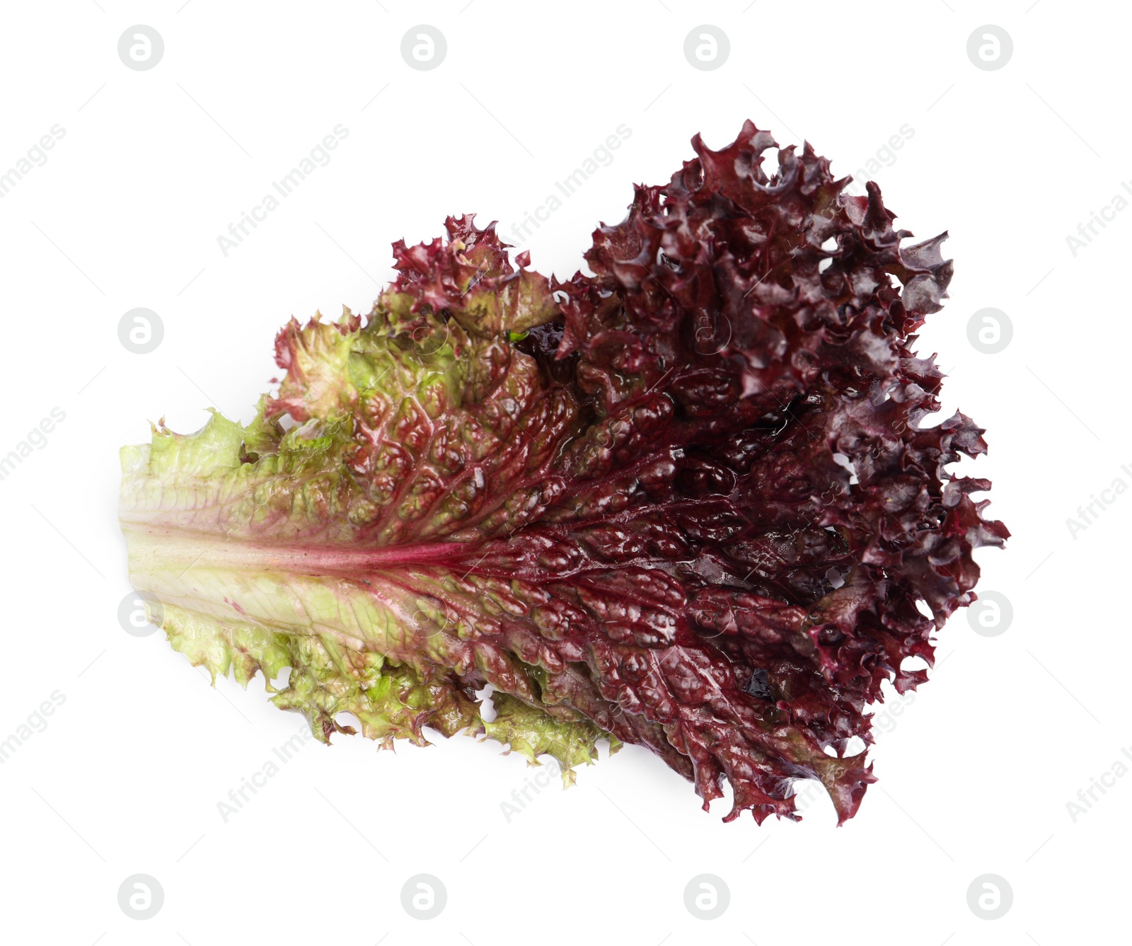 Photo of Leaf of fresh red coral lettuce isolated on white, top view